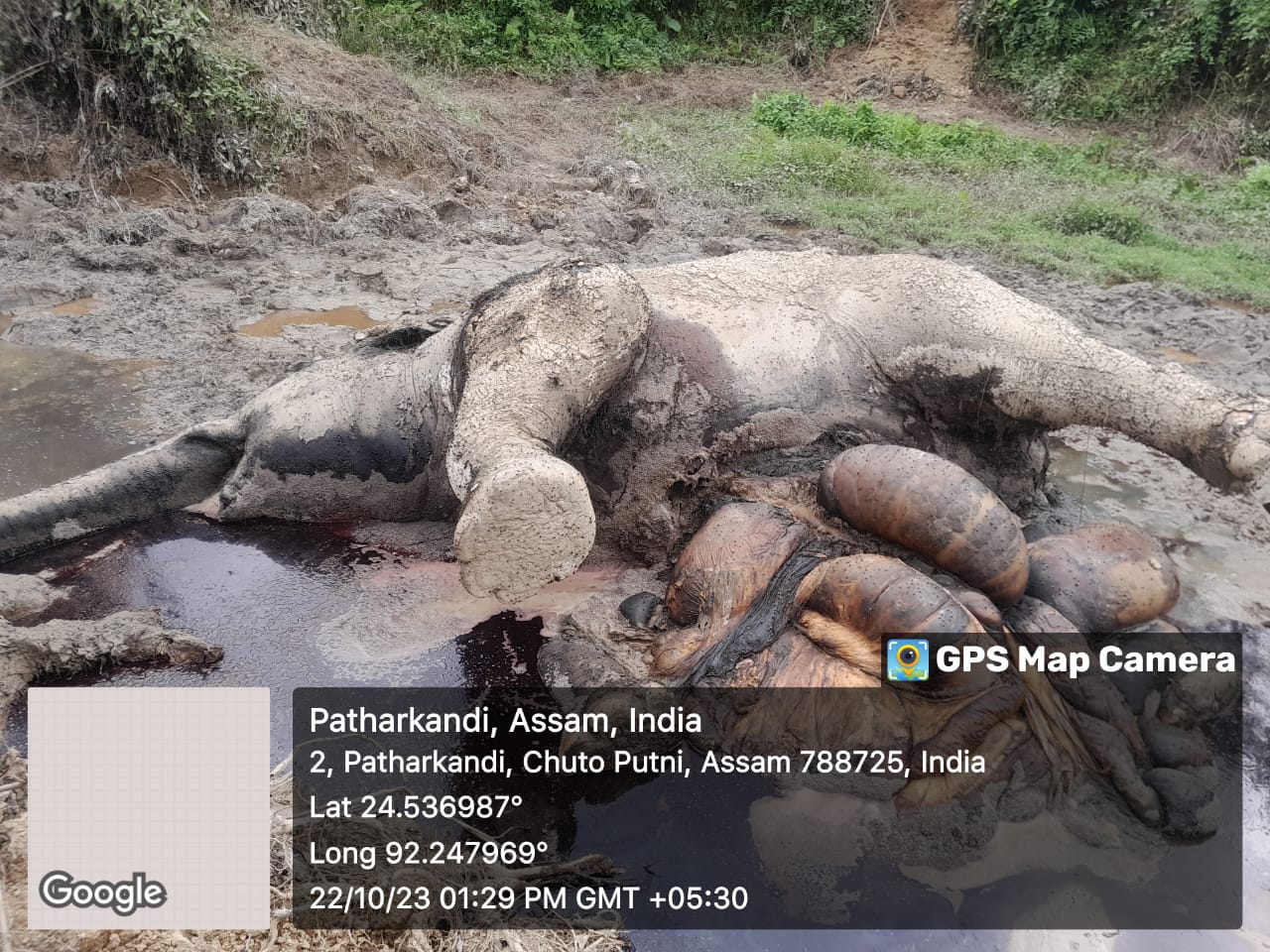 Elephants Going Extinct In Barak Valley